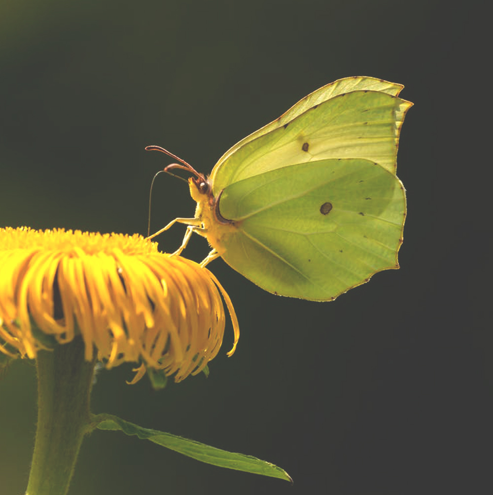 schmetterling